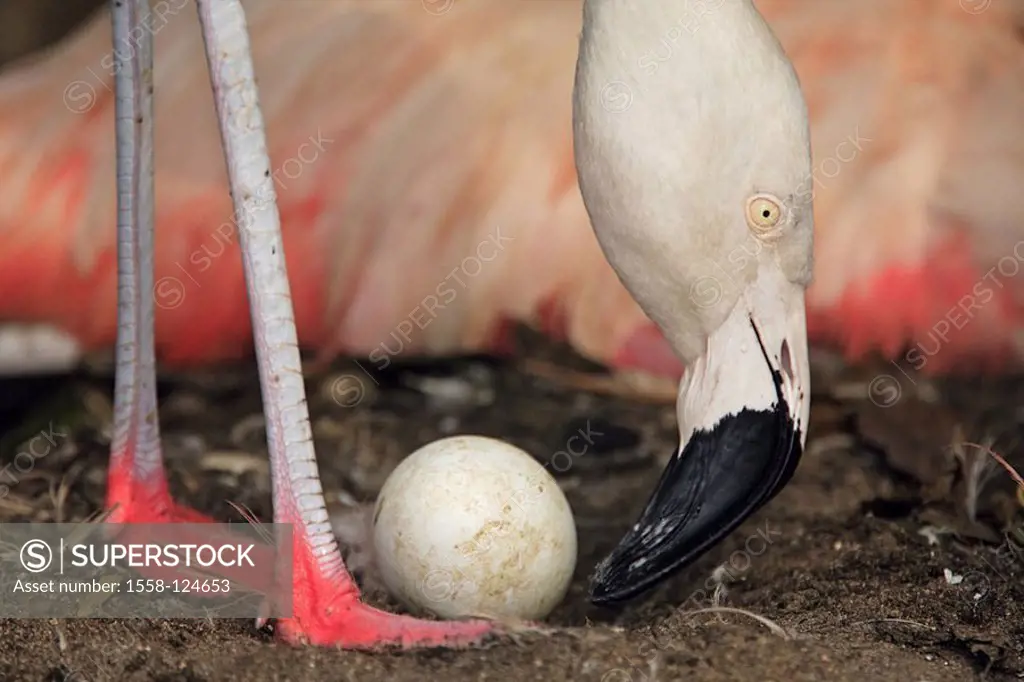 Chile-flamingos, Phoenicopterus chilensis, nest, parents-animal, egg, down-bend adjusts, animals, birds, plover-birds, waterfowls, flamingos, breed Ni...