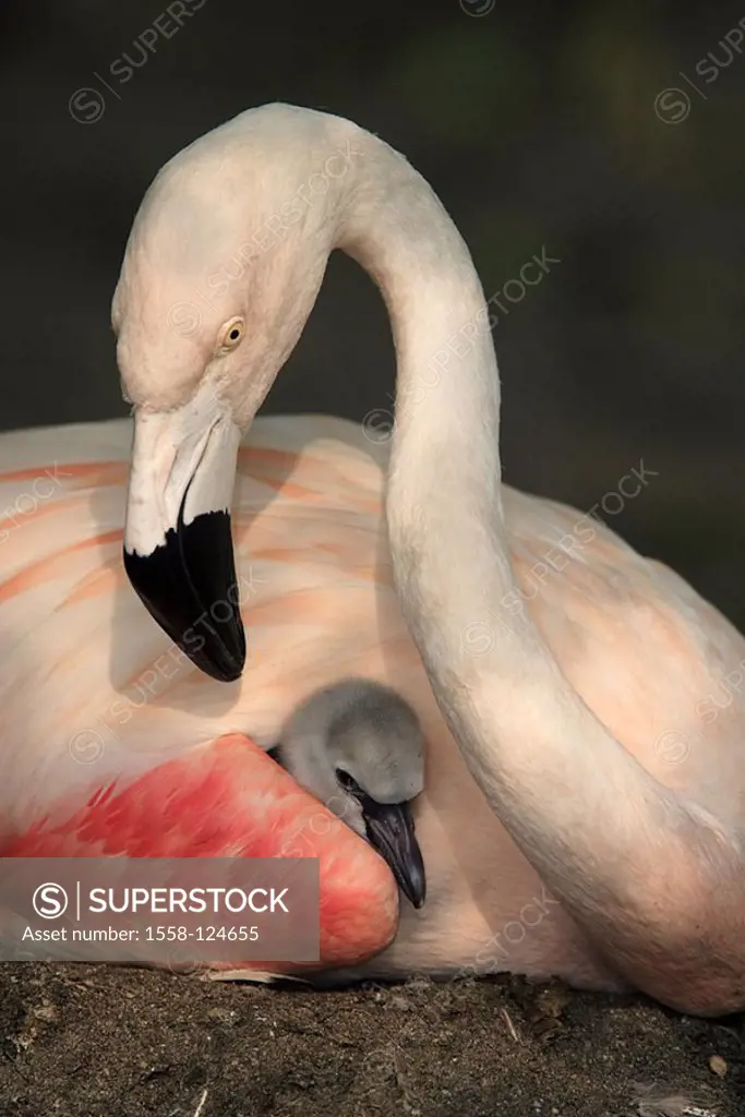 Chile-flamingos, Phoenicopterus chilensis, nest, parents-animal, chicks, hides, wings, rests, animals, birds, two, plover-birds, waterfowls, flamingos...