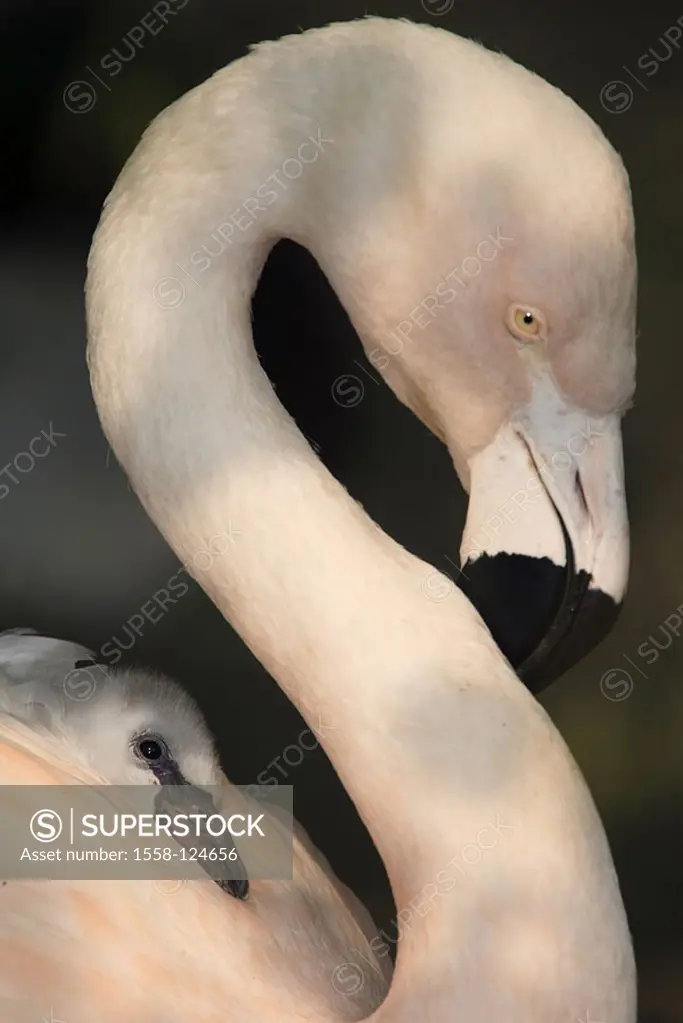 Chile-flamingos, Phoenicopterus chilensis, parents-animal, carries, chicks, backs, rest, hides, plumages, side-portrait, animals, birds, two, plover-b...