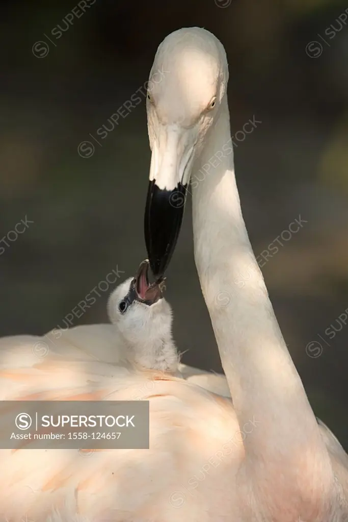 Chile-flamingos, Phoenicopterus chilensis, parents-animal, carries, chicks, backs, plumages, hides, begs, feeding, portrait, animals, birds, two, plov...