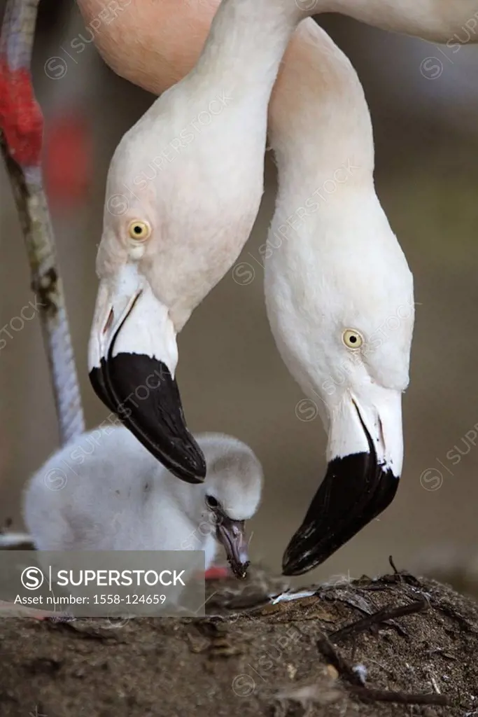 Chile-flamingos, Phoenicopterus chilensis, parents-animals, detail, heads, chicks, nest, animals, birds, three, plover-birds, waterfowls, flamingos, a...