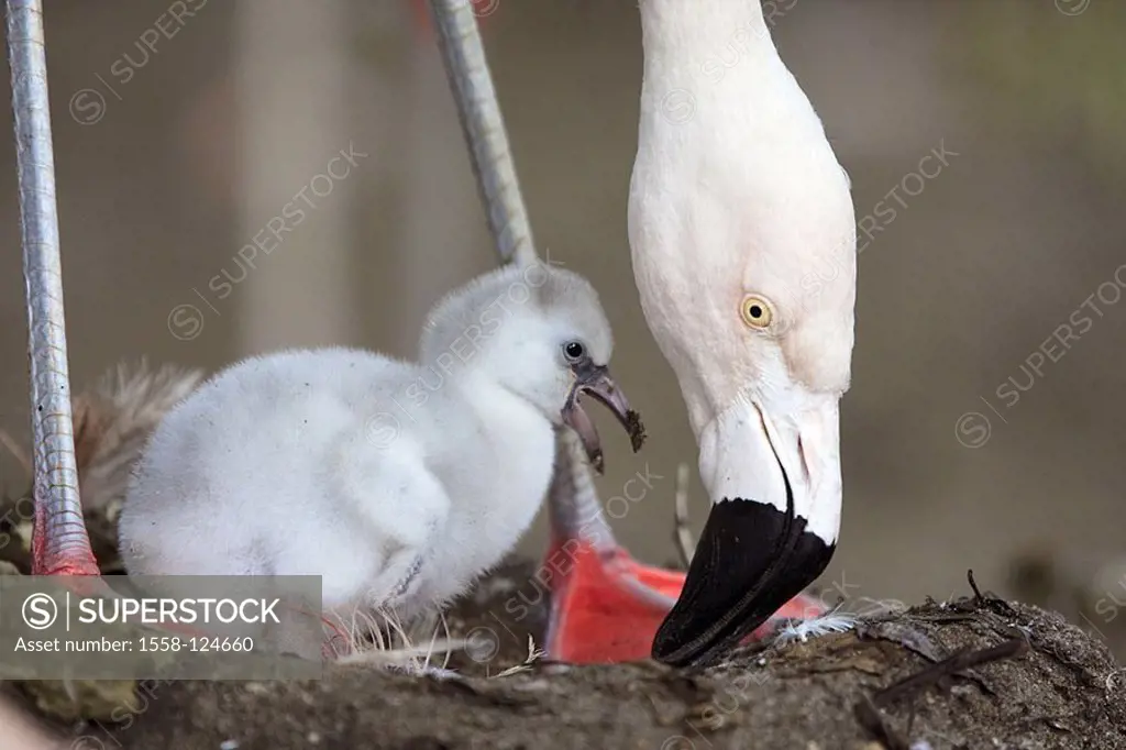 Chile-flamingos, Phoenicopterus chilensis, nest, parents-animal, down-bend, views, chicks, calls, side-opinion, animals, birds, two, plover-birds, wat...
