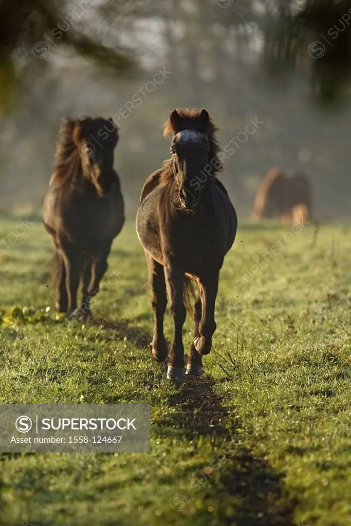Meadow, Iceland-ponies, runs, dusk, animals, mammals usefulness-animals mounts load-animals horses, Icelandic, Icelanders, Iceland ponies Iceland-hors...