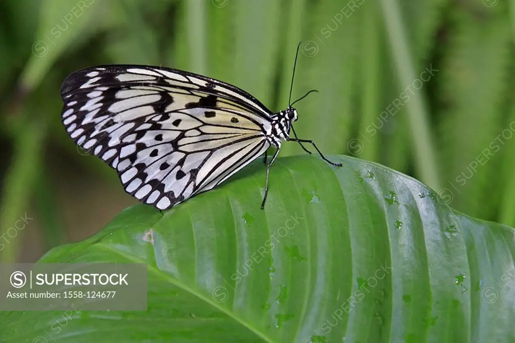 Leaf, butterfly, white tree-nymph, Idea leuconoe, side-opinion, animals, insects, Schuppenflügler, butterflies, noble-butterflies, butterflies, black-...