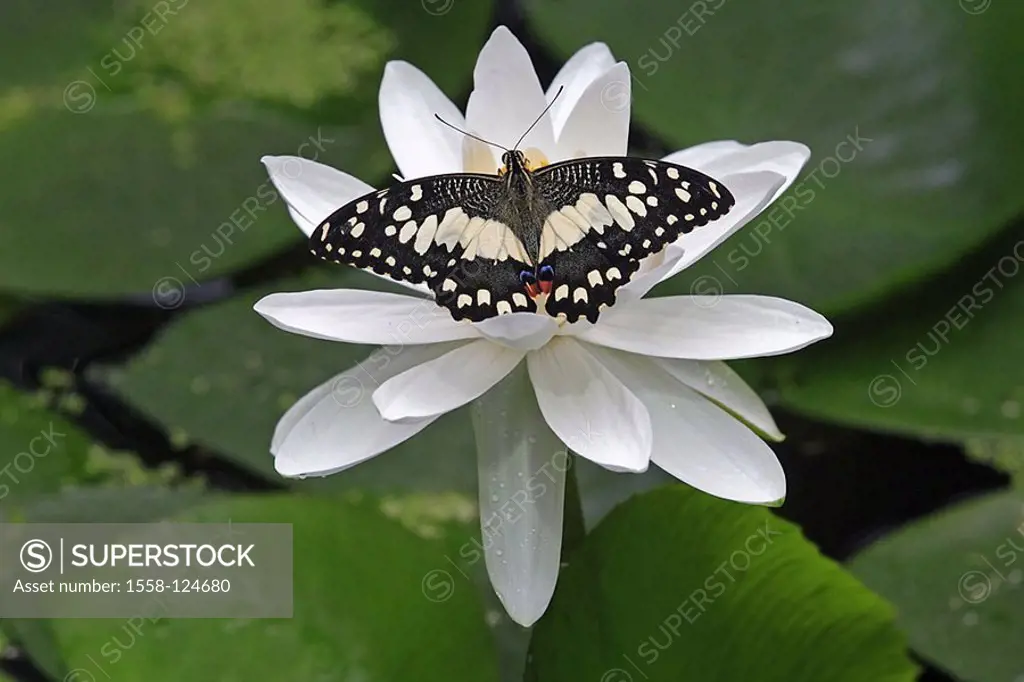 Butterfly, lemon-dovetail, Papilio demoleus malayanus, water-plant, flower, bloom, from above, animals, insects, Schuppenflügler, butterflies, butterf...