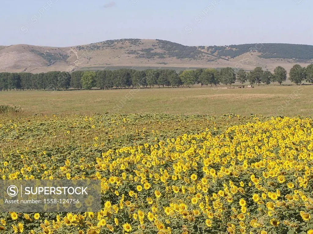 Romania, Dobrudscha, field, sunflowers, avenue, hill-landscape, southeast-Europe, Balkan peninsula, agriculture, field-economy, cultivation, sunflower...