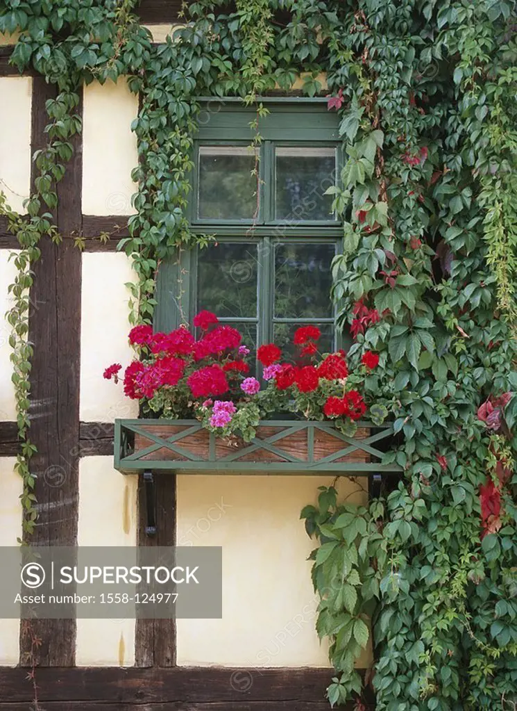 Germany, open-air-museum, timbering-house, old, facade, detail, windows, flowerpots, wild wine, museum, farm-museum, house, farmhouse, residence, timb...