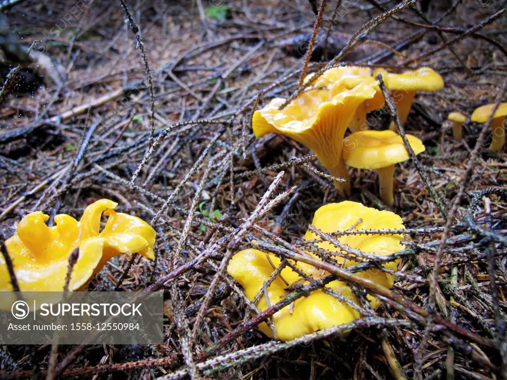 Chanterelles in the forest