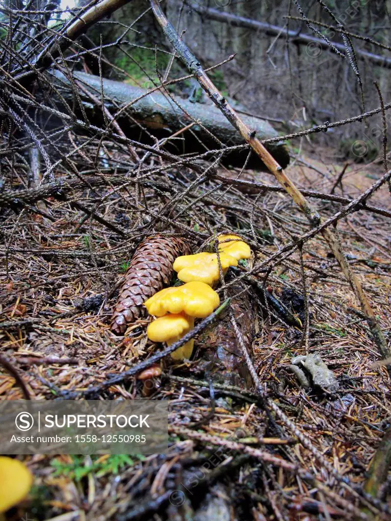 Chanterelles in the forest