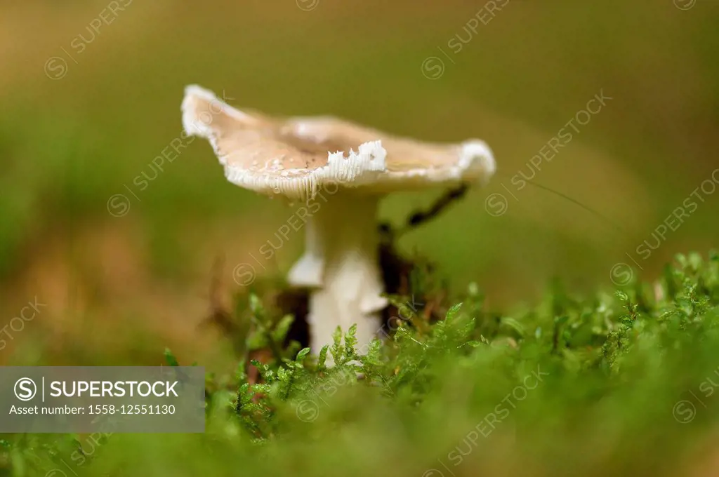 Amanita verna, mushroom