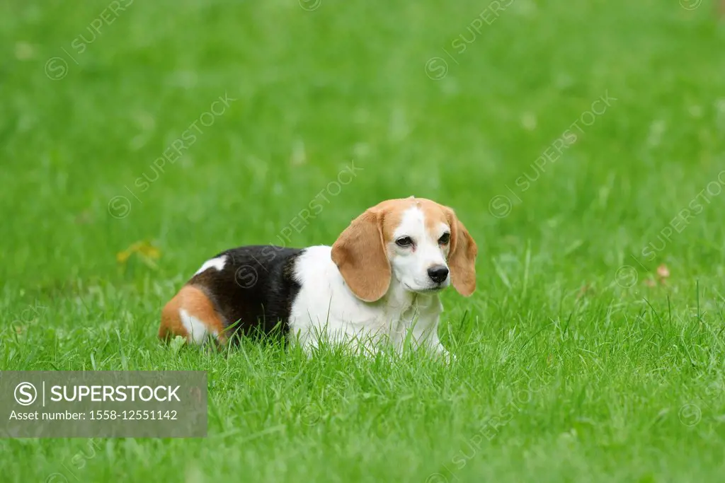 Dog, Beagle, meadow, side view, lying