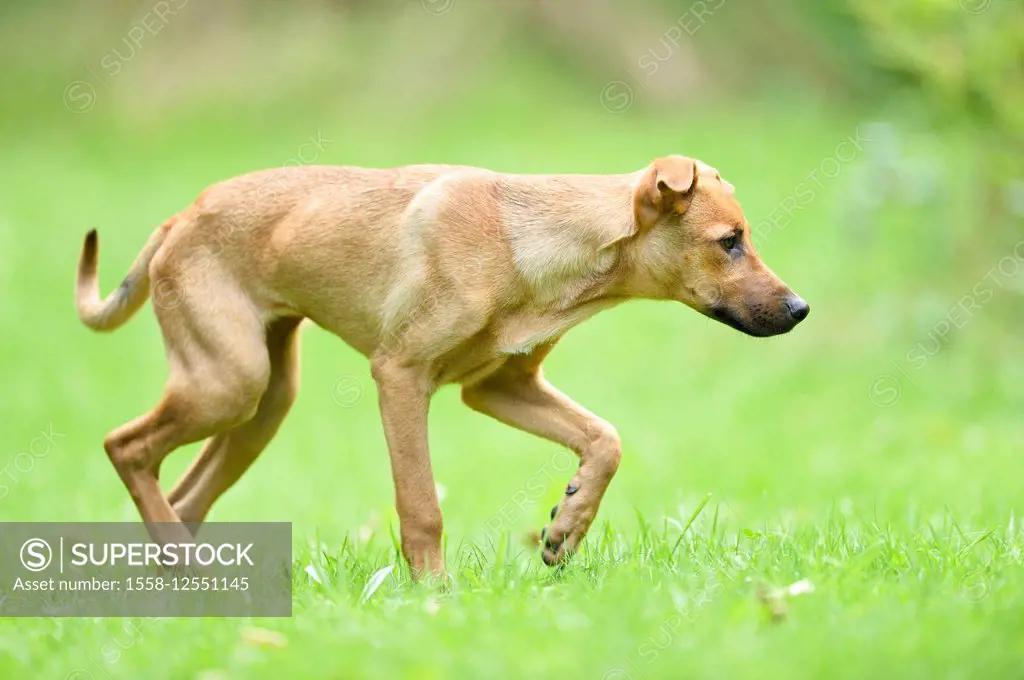 Mixed Breed Dog, meadow, side view, running