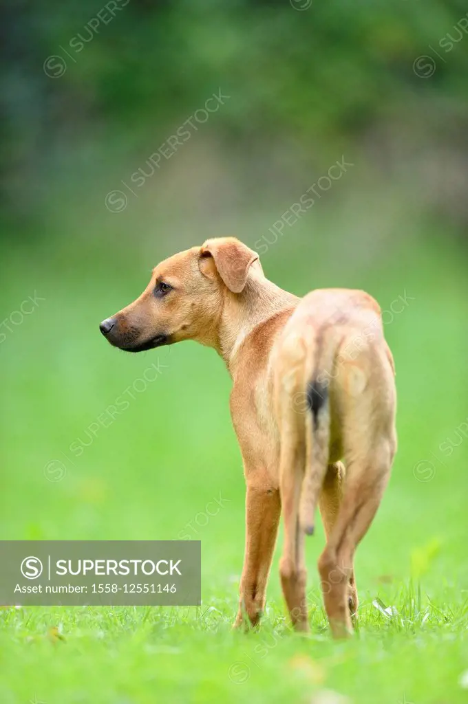Mixed Breed Dog, meadow, side view, standing