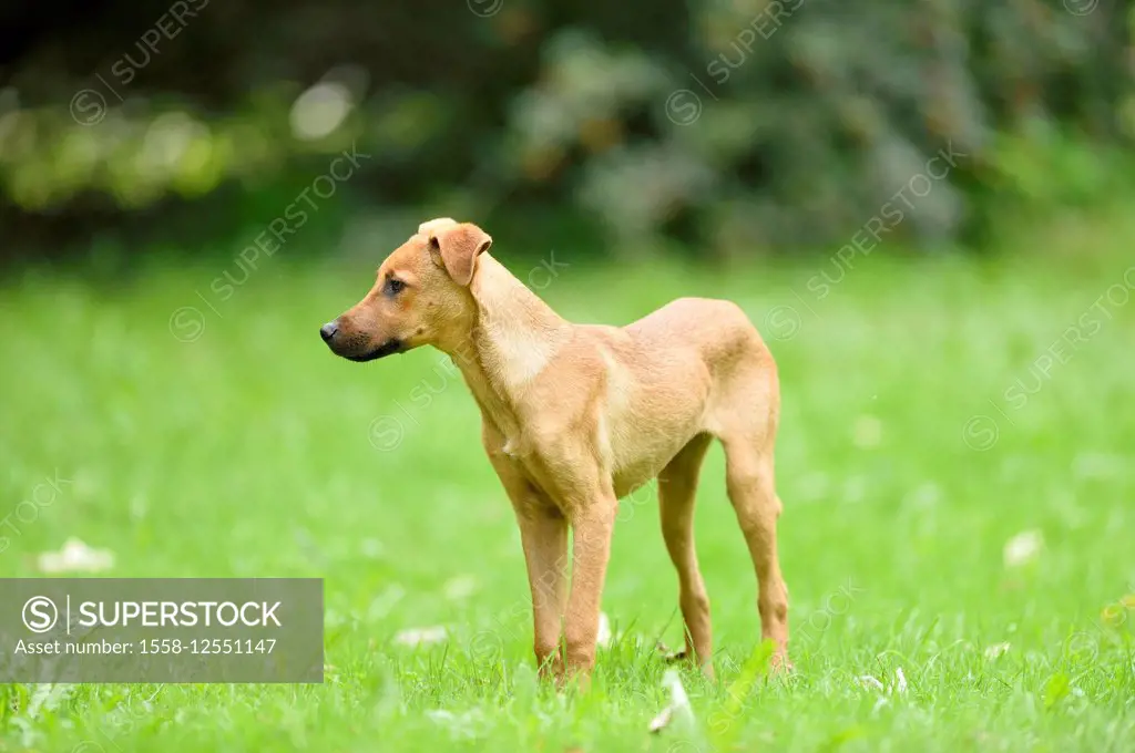 Mixed Breed Dog, meadow, side view, standing