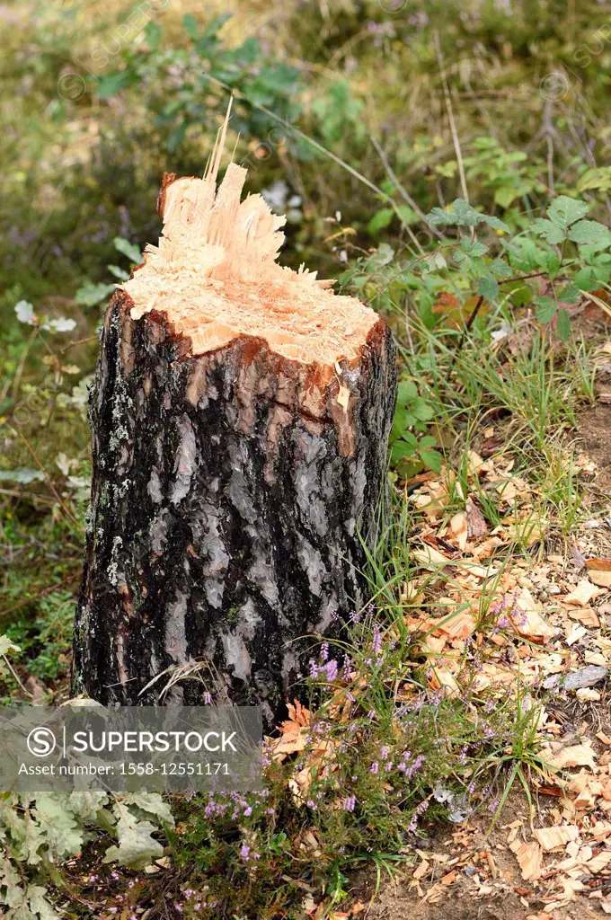 Trunk, pine, Pinus sylvestris, felled