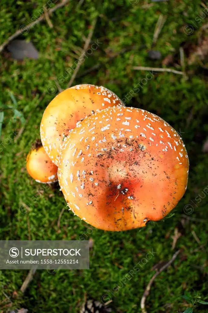 toadstool, Amanita muscaria, mushroom, fruiting body