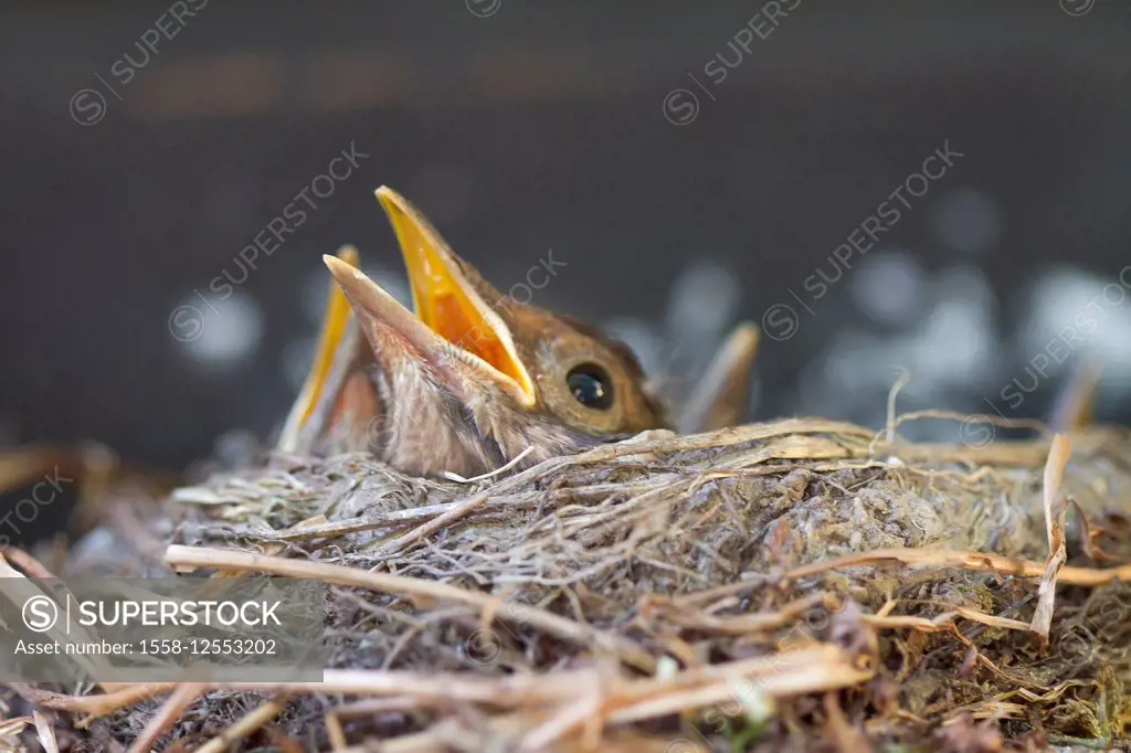 Blackbird fledglings with open beak,