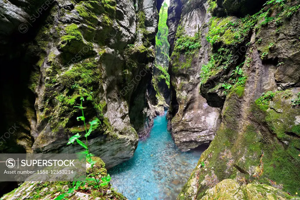 Stream in the deep gorge of the Tolimer gorges (Tolimer Klammen), Slovenia,