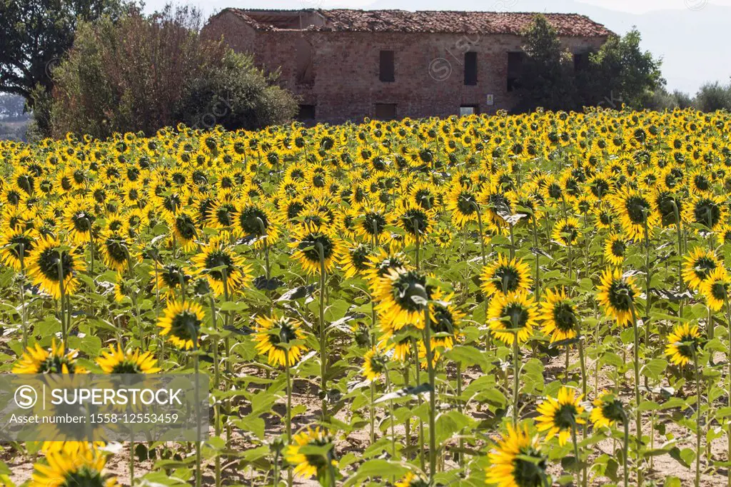 Sunflower field with ruin near San Cristoforo, Umbria, Italy,