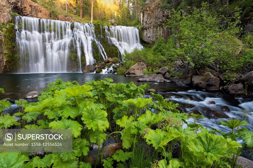 The USA, America, waterfall, Mc Cloud Falls, vegetation, water, stone, rock,