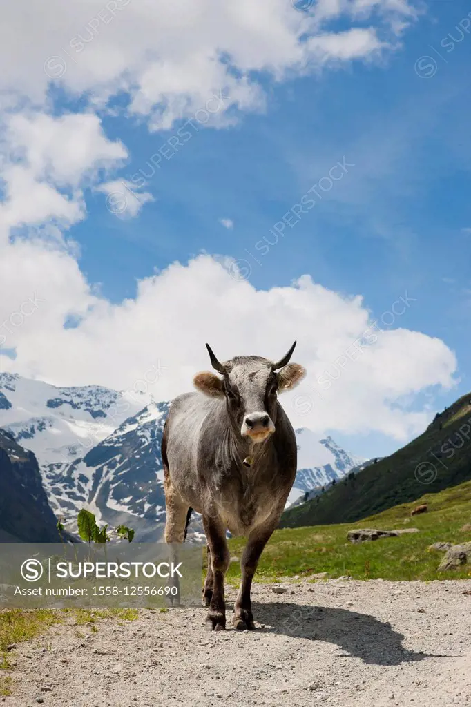 Brown cow, the Alps