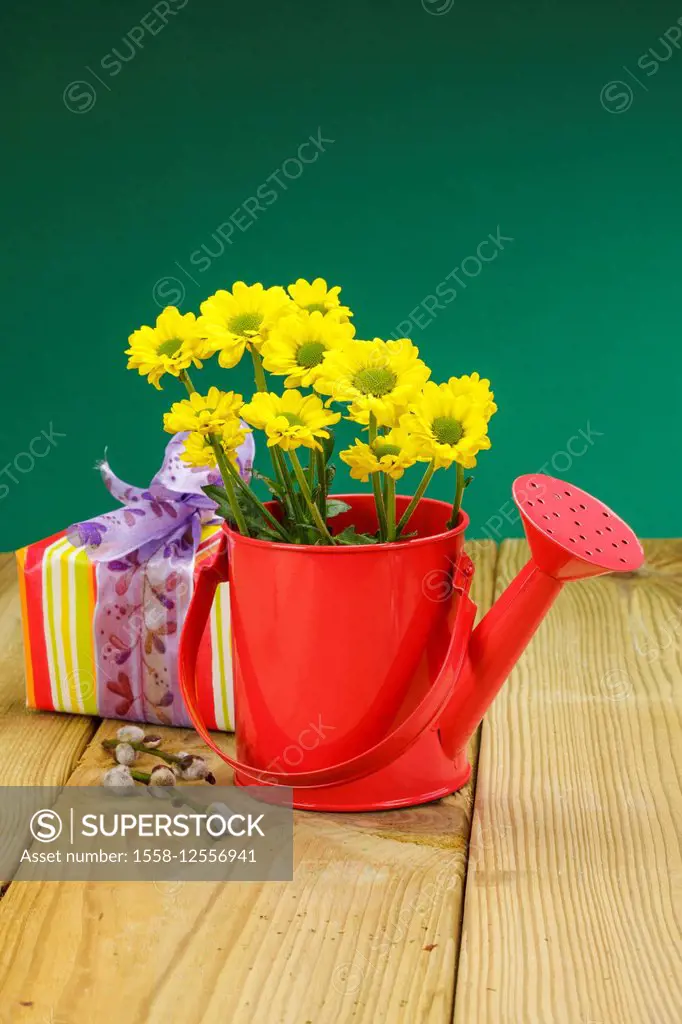 Flowers, yellow chrysanthemums in red watering can