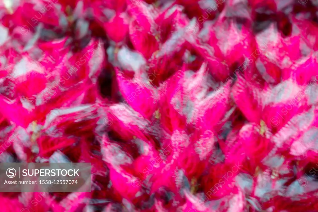 Blurred flowers, abstractly