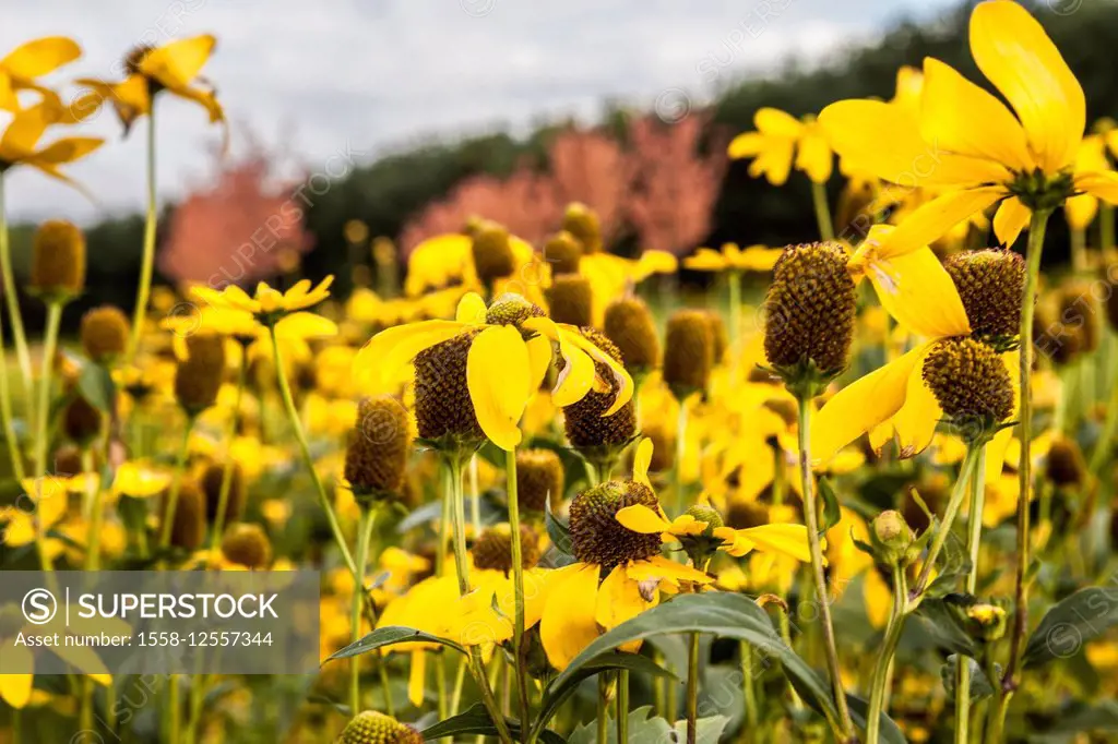 Yellow flower meadow