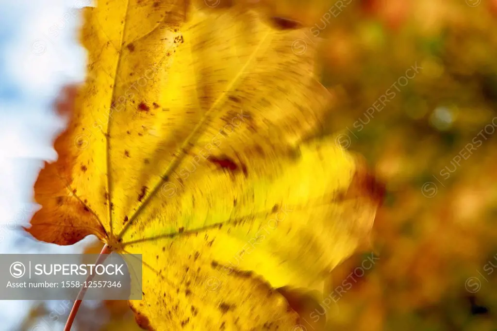 Autumn leaf in the wind