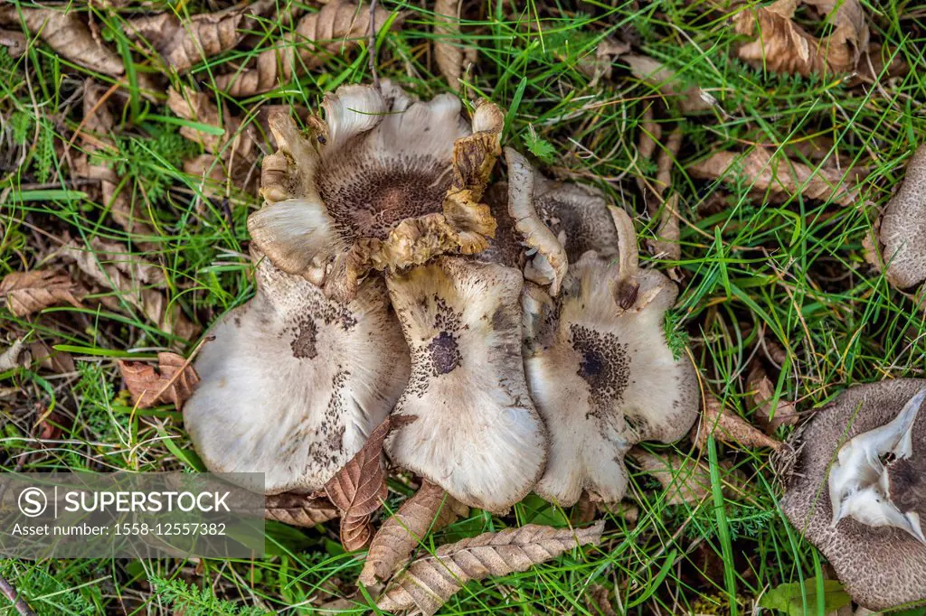 Mushroom on a meadow