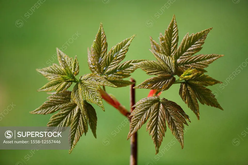 Harewood, Acer pseudo-platanus