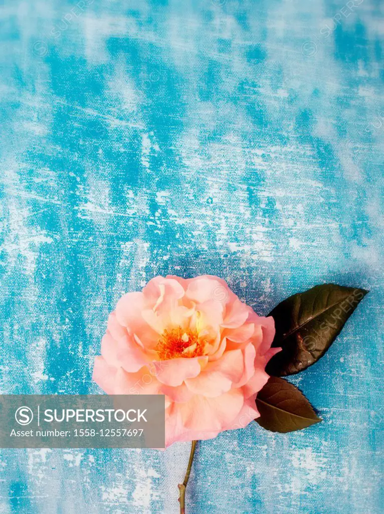 single rose on blue textured background,