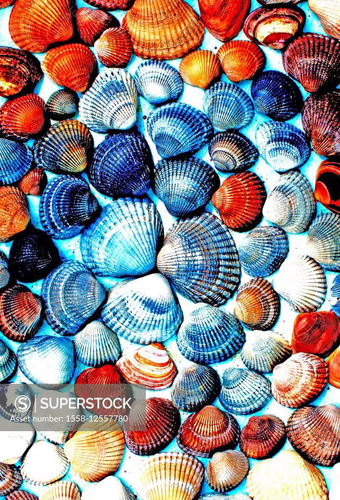 seashells from the north sea in different colors,