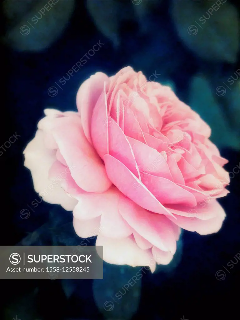 a pink blooming garden rose