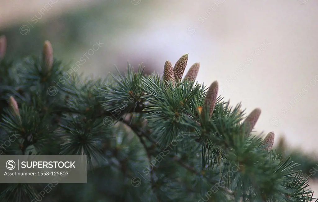 Conifer, detail, branch, needles, taps, nature, plant, vegetation, botany, plant, tree, needle-grove, needle-woods, conifer, Coniferae, Pinopsida, inf...