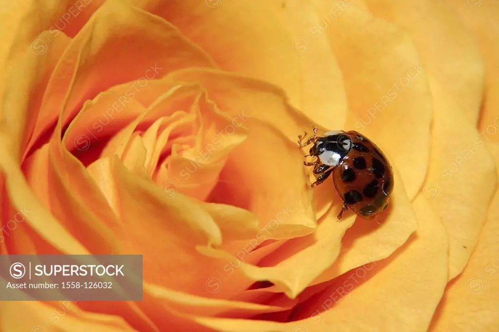 Rose-bloom, yellow, Asian ladybugs Harmonia axyridis series rose bloom, petals, animal, insect, bugs, harlequin-ladybugs, symbol, lucky-bugs, luck, lu...