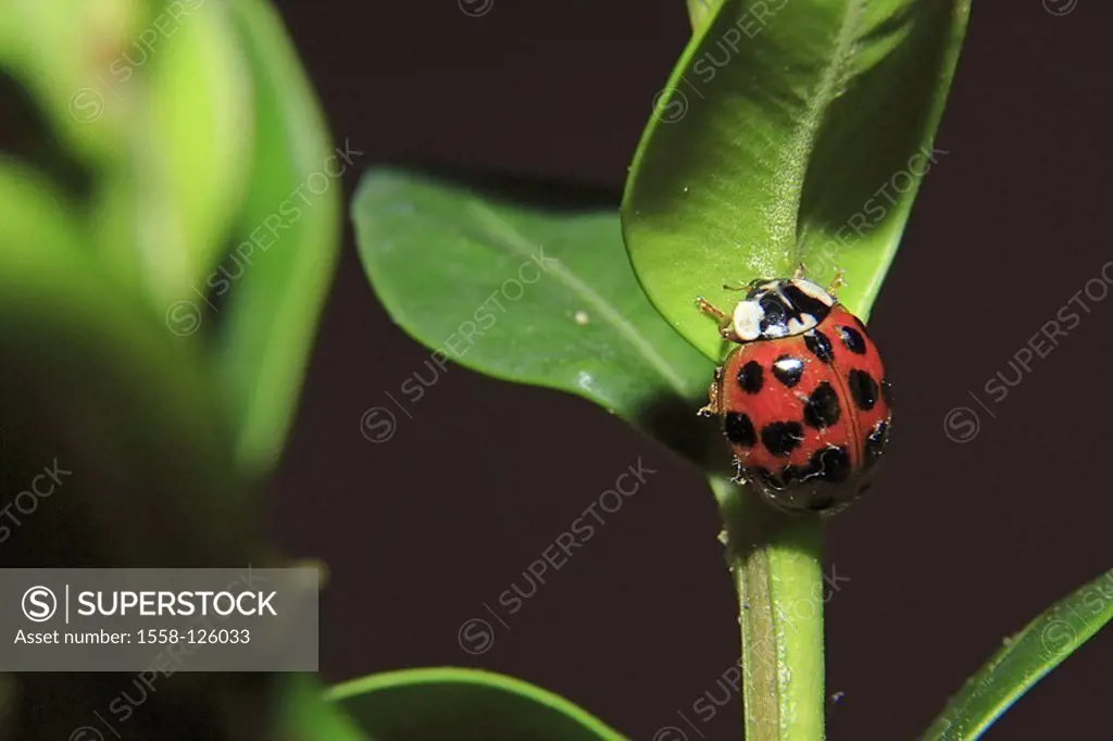 Plant-stems, leaves, Asian ladybug, Harmonia axyridis, series, plant, flower, stems, animal, insect, bugs, harlequin-ladybugs, symbol, lucky-bugs, luc...