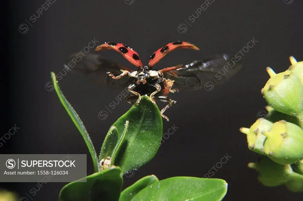Plant, leaves, Asian ladybug, Harmonia axyridis, flight, series, plant, flower, stems, animal, insect, bugs, harlequin-ladybugs, extends wing-movement...