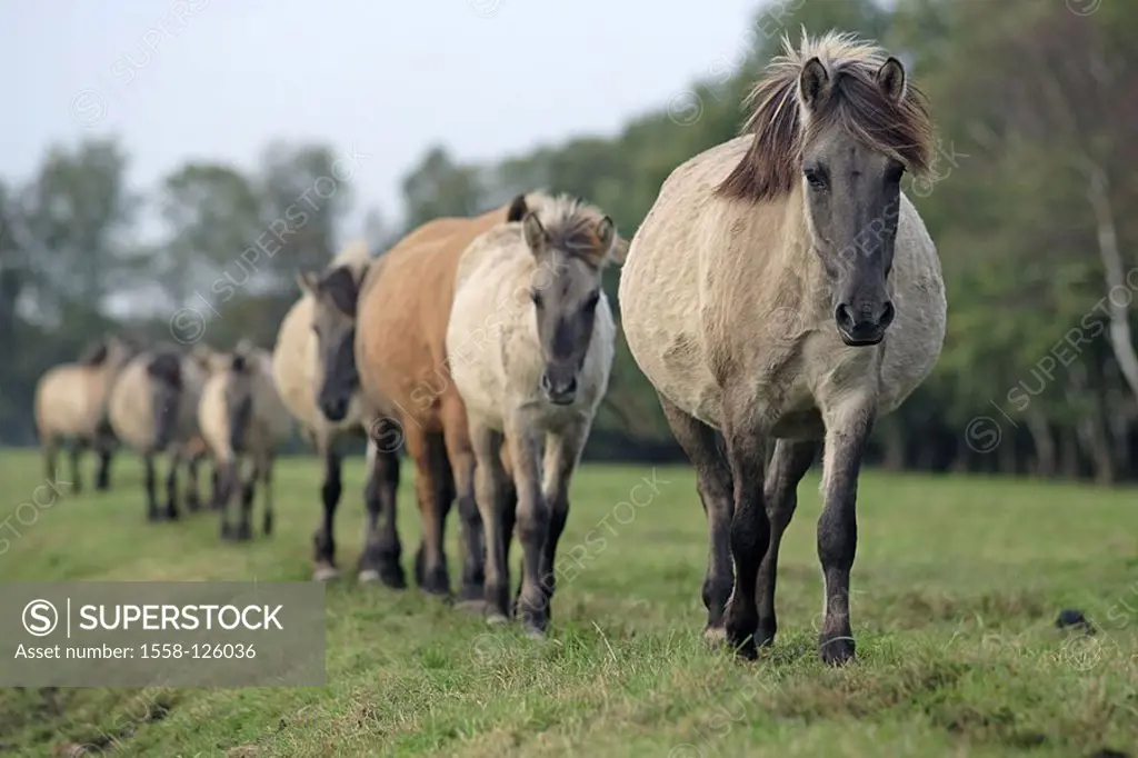 Meadow, Dülmener game-horses, herd, movement, series, pasture, paddock, animals, mammals, horses, race-horses, horse-race, Dülmener, pasture-walk, pad...