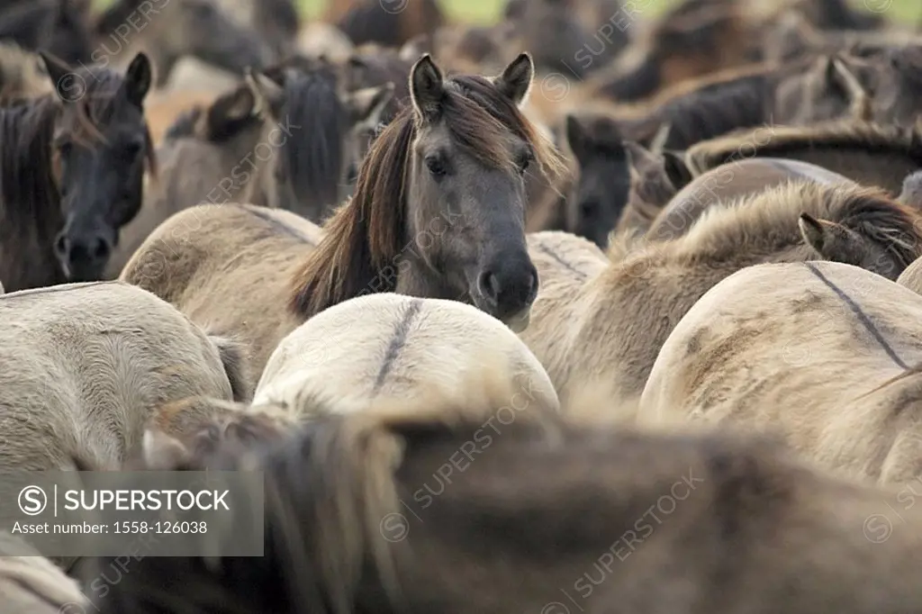 Dülmener game-horses, herd, movement, detail, series, pasture, paddock, animals, mammals, horses, race-horses, horse-race, Dülmener, pasture-walk, pad...