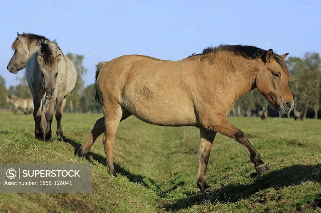 Meadow, Dülmener game-horses, movement, series, pasture, paddock, animals, mammals, horses, race-horses, horse-race, Dülmener, pasture-walk, paddock-w...