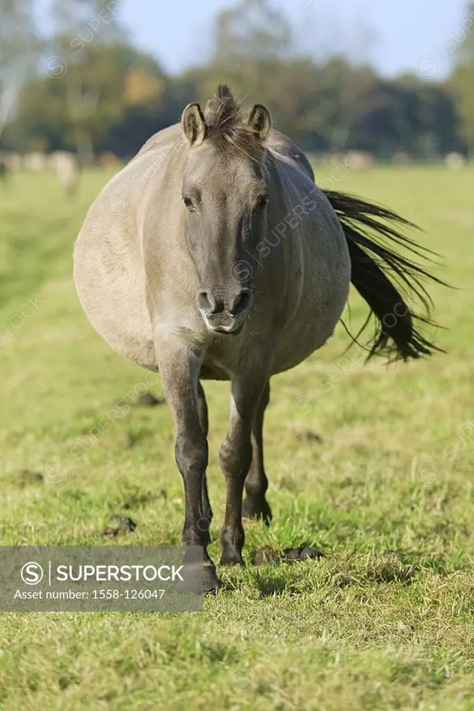 Meadow, Dülmener game-horse, mare, fundamental, series, pasture, paddock, animal, mammal, horse, race-horse, horse-race, Dülmener, pasture-walk, paddo...