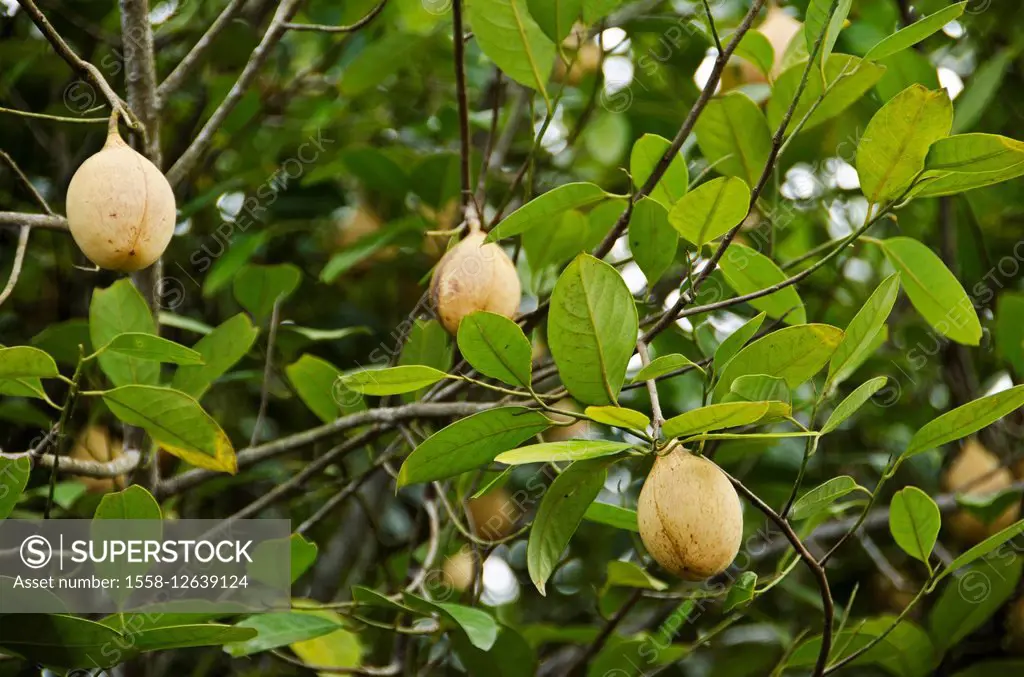 The Caribbean, Grenada, nutmeg tree, Myristica fragans,