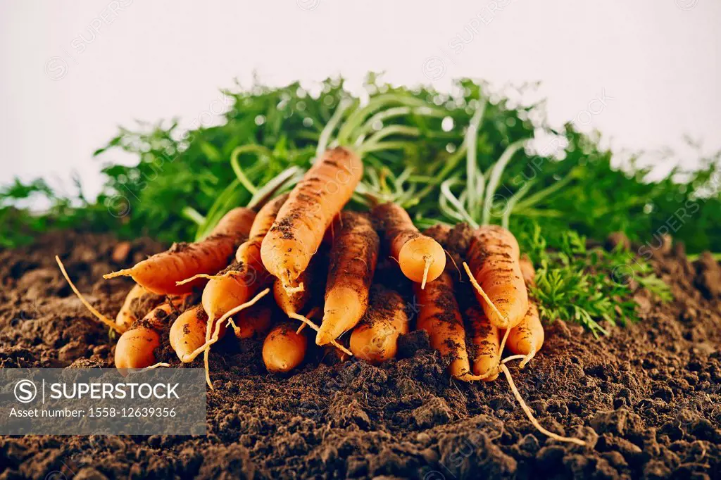 Carrots, ground, brown, nature, harvest,
