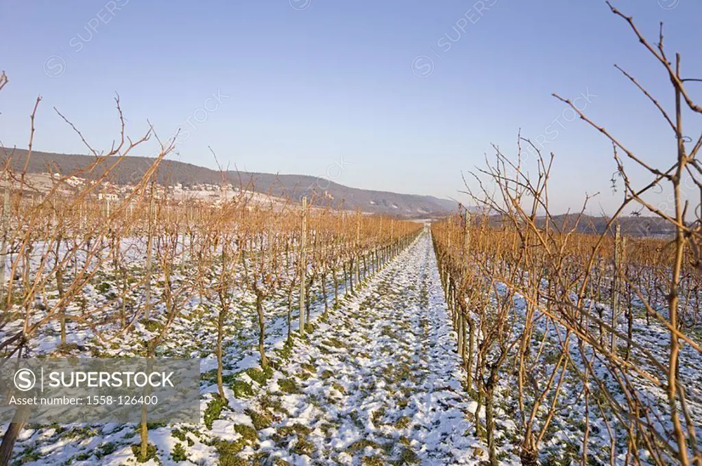 Germany, Rhineland-Palatinate, tinkle-minsters, vineyard, winters, palatinate, wine-growing-area, wine-region, vines, rows, landscape, agriculture, wi...