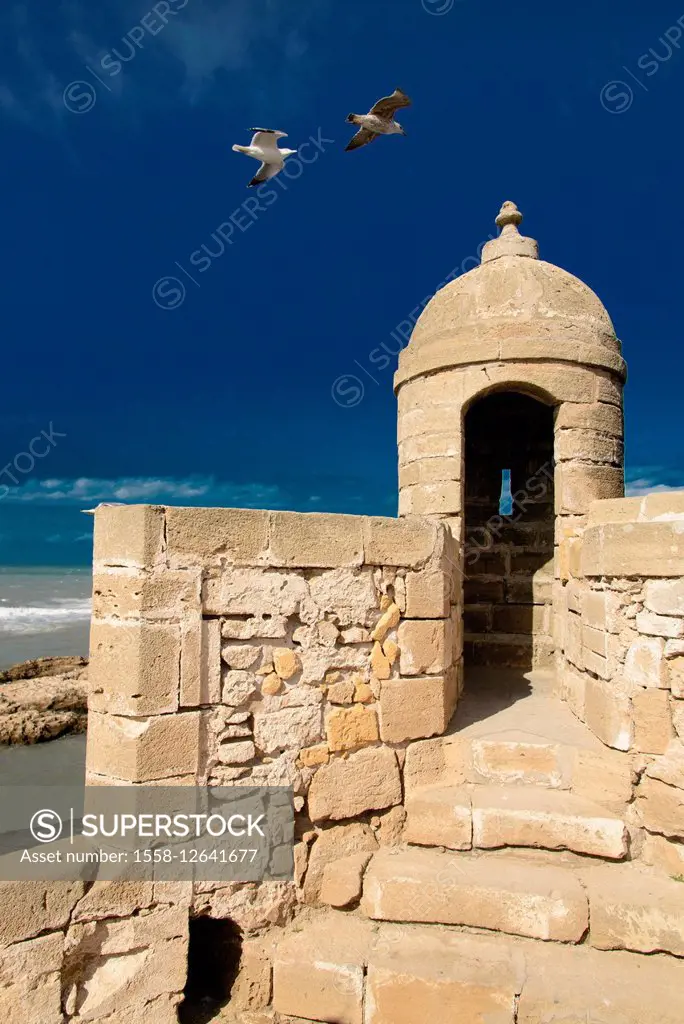 Africa, Morocco, Essaouira, Atlantic coast, fortification with gulls,