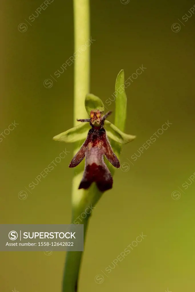 Fliegen-Ragwurz, Ophrys insectifera, blossom,