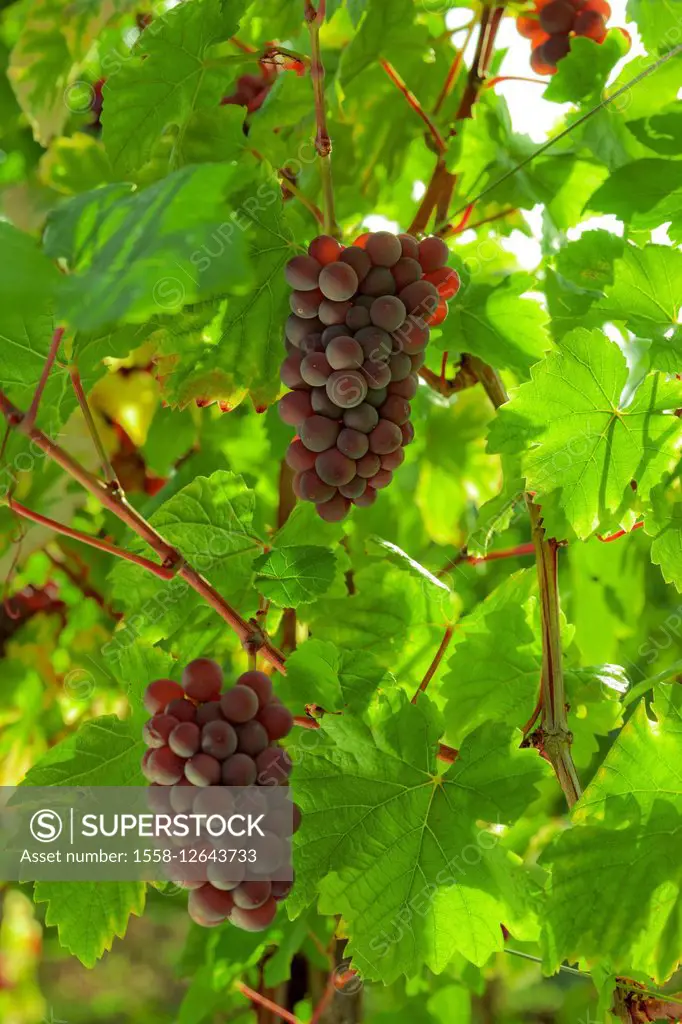 grapes on the grapevine