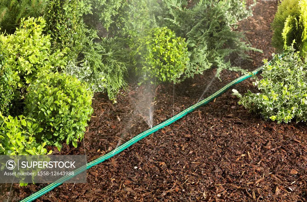 Sprinkler hose, garden patch, water