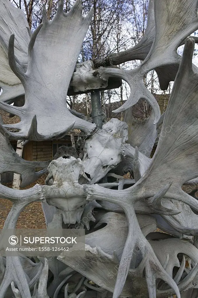 USA, Alaska, Chena Hot Springs Resort, sculpture, elk-antlerses, North America, Fairbanks, antlerses, trophy, hunt-trophy, decoration, skulls, skull-b...
